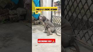 Omega is recovering from parvo virus 🙏youtubeshorts shortsfeed americanbully relief healthy [upl. by Ahidam]