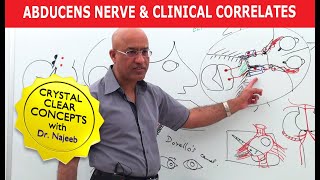 Abducens Nerve and Clinical Correlates [upl. by Anali]