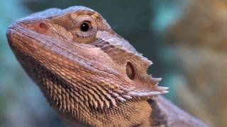 Bearded dragons hunting Pogona vitticeps [upl. by Pinckney]