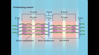 Sarcomere Contraction [upl. by Eiryt]