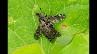 Tongzoenvlieg Platystoma seminationis balts en paring [upl. by Mikey]