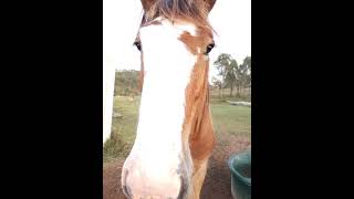 Shiralee Clydesdales and farm stay Rockhampton horse [upl. by Haniraz]