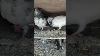 Saharanpuri kalsira kabootar kabutar video pigeon video status viralvideo [upl. by Dnomse]