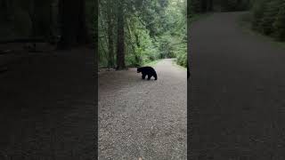 Wild bear Munday park Coquitlam wildlifeanimals britishcolumbia🇨🇦 [upl. by Nyer]