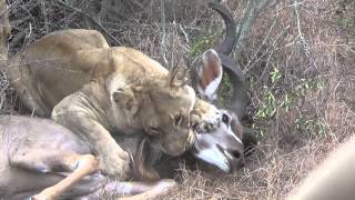 Lions chase and kill male kudu Graphic video very intense Part1 [upl. by Kellia868]