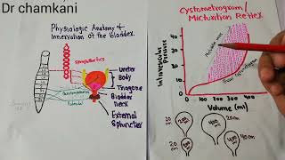 Micturition reflex  Micturition contractions  Renal physiology 47 [upl. by Anglo]