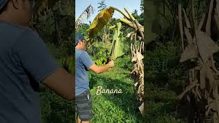 Harvest time farming farmer buhaybukid blessed shorts [upl. by Survance768]