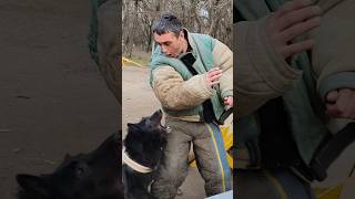 😎Training of bodyguard dogs Groenendael guards the owner GUARDODESSA Odessa Ukraine [upl. by Anderegg]