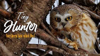 Northern Sawwhet Owl [upl. by Mackenzie]