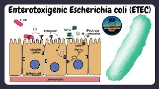 Enterotoxigenic Escherichia coli Ecoli ETEC  Bacteriology  Caused Transmission and Diagnosis [upl. by Llebiram]