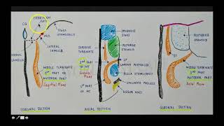 Attachments of the Middle Turbinate  Educational Video by Dr Shyam Kalyan N World ENT Care [upl. by Ameline]