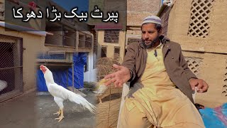 Parrot Beak Long Tail Aseel Big Scame In Pakistan  پیرٹ بیک اسیل بڑا دھوکا 😡 [upl. by Phila]