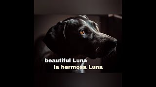 Love for Luna 🐾 music masterclass private concert for donations to help Luna [upl. by Ydoc]