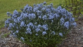 Amsonia Production Tips  Walters Gardens [upl. by Kissner]