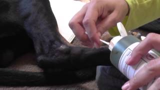 Wound care for dogs with pressure sores [upl. by Landes378]