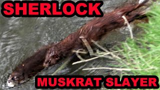 Sherlock the Mink Catches a HUGE Rat [upl. by Adelaide248]