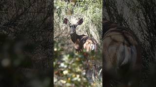 Mule Deer 🦌Big Eared Doe muledeer [upl. by Bonine]