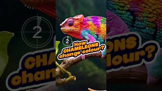 How do chameleons change colour chameleons animalfacts [upl. by Nissensohn]