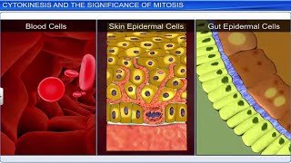 CBSE Class 11 Biology  Cell Cycle and Cell Division  Full Chapter  By Shiksha House [upl. by Ruperta292]