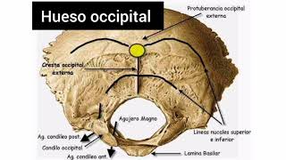 TALLER DE ANATOMÍAViscerocráneoNeurocraneo [upl. by Gearalt]