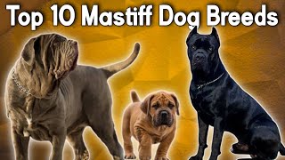 Top 10 Mastiff Dog Breed  These Are 10 Most Mastiff Dog Breeds  Dogs Junction [upl. by Eliga]