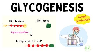 Glycogenesis  Glycogen metabolism  In 3 minutes  Medinare [upl. by Kcirttap]