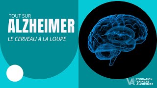 Mécanismes et secrets de la maladie dAlzheimer  le cerveau à la loupe [upl. by Tteve]