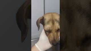 Perrito Mestizo con traumatismo en ojo proptosis pérdida de integridad ocularperrosveterinario [upl. by Arhna122]