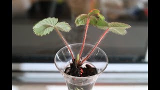 TIMELAPSE PLANT GROWS IN SHOT GLASS [upl. by Eigger]