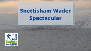 Snettisham Wader Spectacular [upl. by Terina]