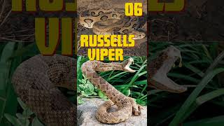 Top 10 Most Dangerous Snakes In The World 10mostshortsvideo animalkingdom top newsubscribe [upl. by Ozkum213]