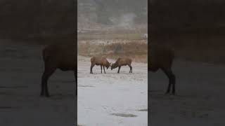 Elk fighting nature wildlife [upl. by Nahtanaoj431]