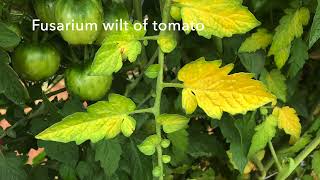 Identification of Verticillium Wilt of Tomato [upl. by Graces]