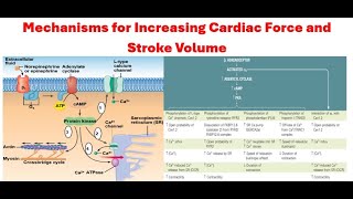 The Mechanisms by Which Cardiac Force and Stroke Volume Increase Calcium Channel Blocker Mechanism [upl. by Dal582]