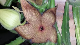 Amazing plantStapelia gigantea [upl. by Eduard517]