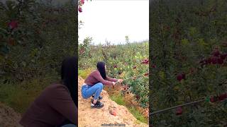 Amazing Apple 🍎🍎 Fruit Farm  Harvesting Delicious Red Apple shorts youtubeshorts apple fruit [upl. by Notnerb]