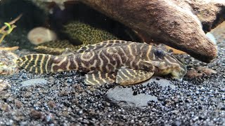 King Tiger Pleco  Hypancistrus sp L 333 [upl. by Asseneg]