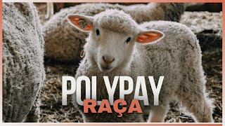 Polypay A Raça de Ovinos que Está Redefinindo a Produção de Carne e Lã [upl. by Noraa]