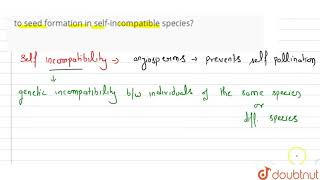 What is selfincompatibility Why does selfpollination not lead to seed formation in selfincom [upl. by Kcirdet]