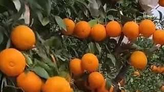 Peel And Slice The Orange 🍊🤤FruitAsmr [upl. by Retrak]