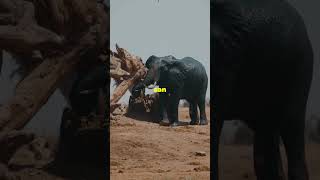 The Terrifying Memory of Elephants wildlifediversity animals [upl. by Vivyan2]