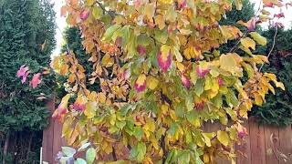 Fall Foliage  Parrotia Persica  Persian Spire [upl. by Erdrich]