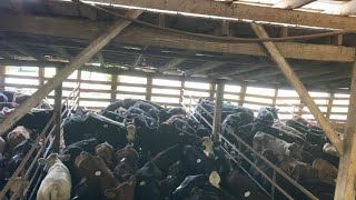 Hurricane Aftermath Definitely Has Affected North Carolina Calf Prices beef stockyards [upl. by Haskel]