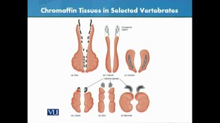 Chromaffin Tissue in Selected Vertebrates  Animal Form amp Function 1 Theory  ZOO516TTopic123 [upl. by Acinoreb609]