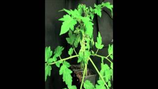 Phytophthora capsici infects tomato plants [upl. by Guy]