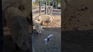 🇭🇺匈牙利布達佩斯動物園帶Q毛的豬豬 Mangalica in budapest zoo animals [upl. by Adamski]