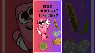 Types of fungi controlled by fungicides [upl. by Bausch931]