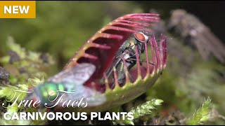 True Facts  Carnivorous Plants [upl. by Singleton]