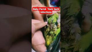 Baby Parrot Yolk Sack Infection drrahulbirdcare parrot babyparrot AvianSpecilist Shots [upl. by Giannini43]