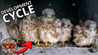 Kestrel Chicks AweInspiring Development Cycle [upl. by Steven]